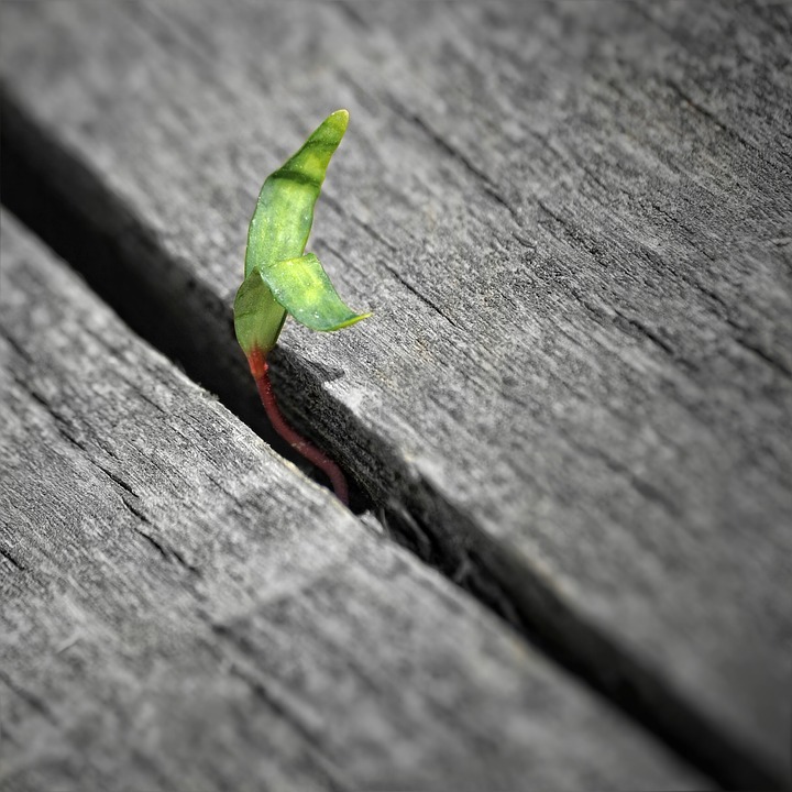 plant-714583_960_720